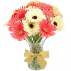 Delicate Dazzle Gerbera Collection